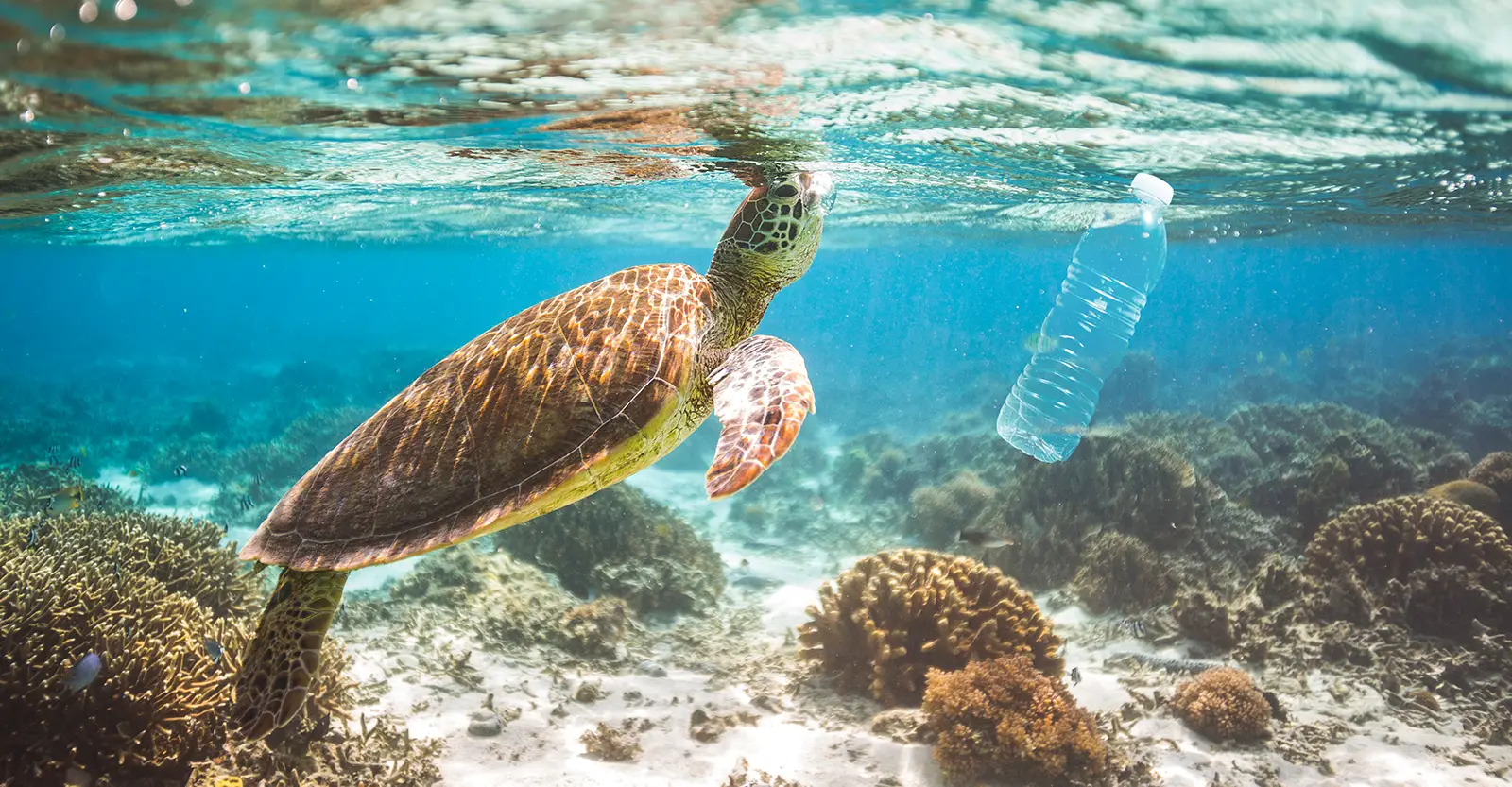 A turtle swims over a coral reef in shallow crystal clear aquamarine water, as a plastic water bottle floats past.