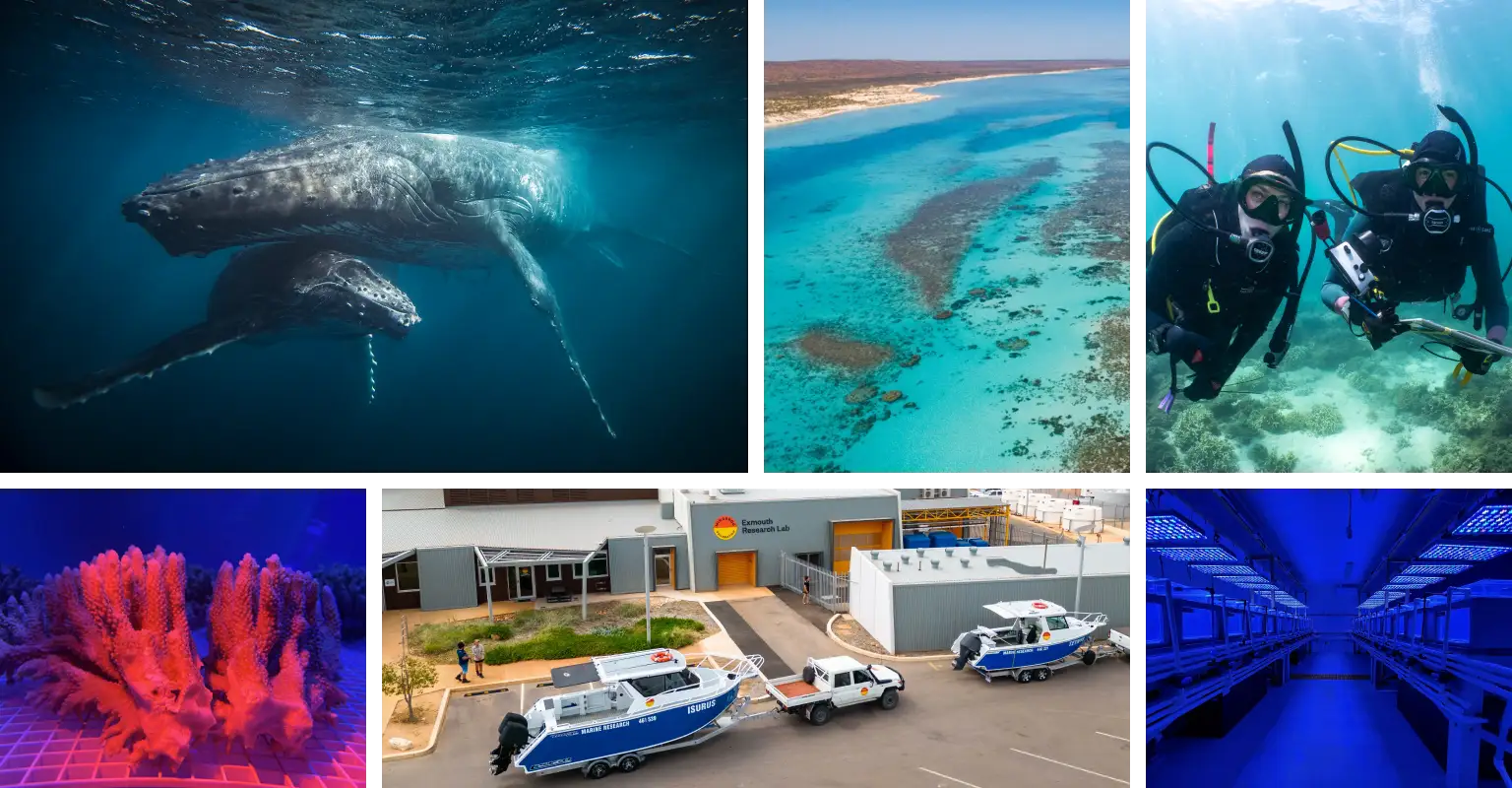 A group of photos of the Ningaloo Reef and the MERL: a humpback whale and calf, an aerial shot of the Ningaloo Reef, reserachers diving on the Ningaloo Reef, a satellite image showing the distance from Perth to Exmouth, an aerial shot of the MERL research vessels on boat trailers outside of the MERL and the aquaria inside the MERL.