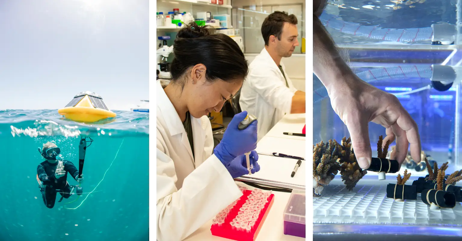 A group of photos of researchers at the MERL: snorkelling to deploy a smart buoy; scientist at work in the lab; heat-resistant coral samples being cultivated in aquaria.