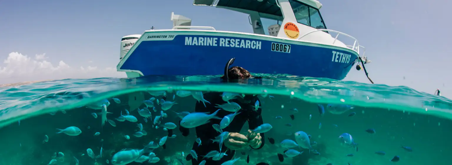 A researcher snorkelling off the side of a small boat, at the Ningaloo Reef, surrounded by tropical damselfish.