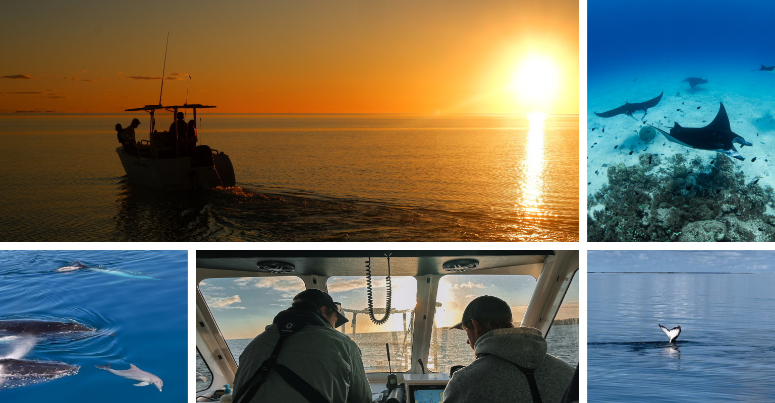 A collage of photos from an eDNA sampling expedition, including a tender boat on still waters at sunset, manta rays under water, a dolphin swimming next to humpback whales, crew on the bridge of Pangaea at sunset and a humpback whale tail sailing.