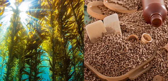 A collage of two images, on the left an underwater photo of a kelp forest, taken from partway down the full height of the kelp and looking back up towards the surface of the water. Strong distinct rays of light can be seen. On the right, a picture of small brown bio resin pellets and a variety of plastic products that have been made from the pellets. These are all translucent brown and have small flecks in the plastic.