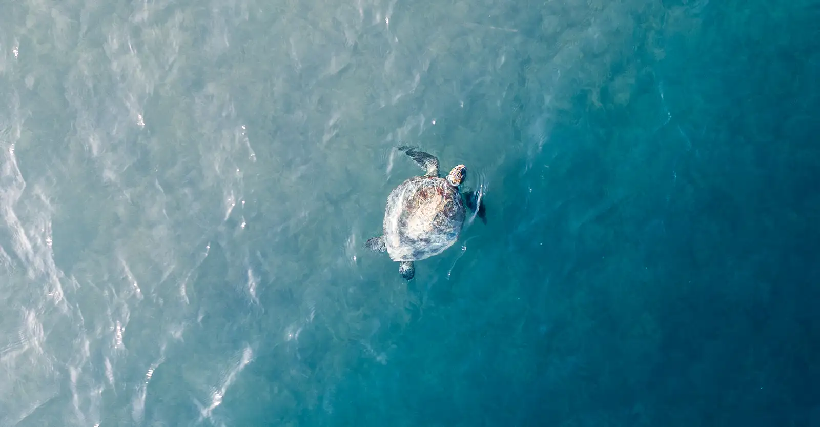 A bird's eye view of a marine turtle swimming at the surface of the ocean, with its head raised out of the water. It is swimming over an area where the seafloor drops away suddenly, creating a striking background where half the image is a light olive-blue and half a deep aquamarine.