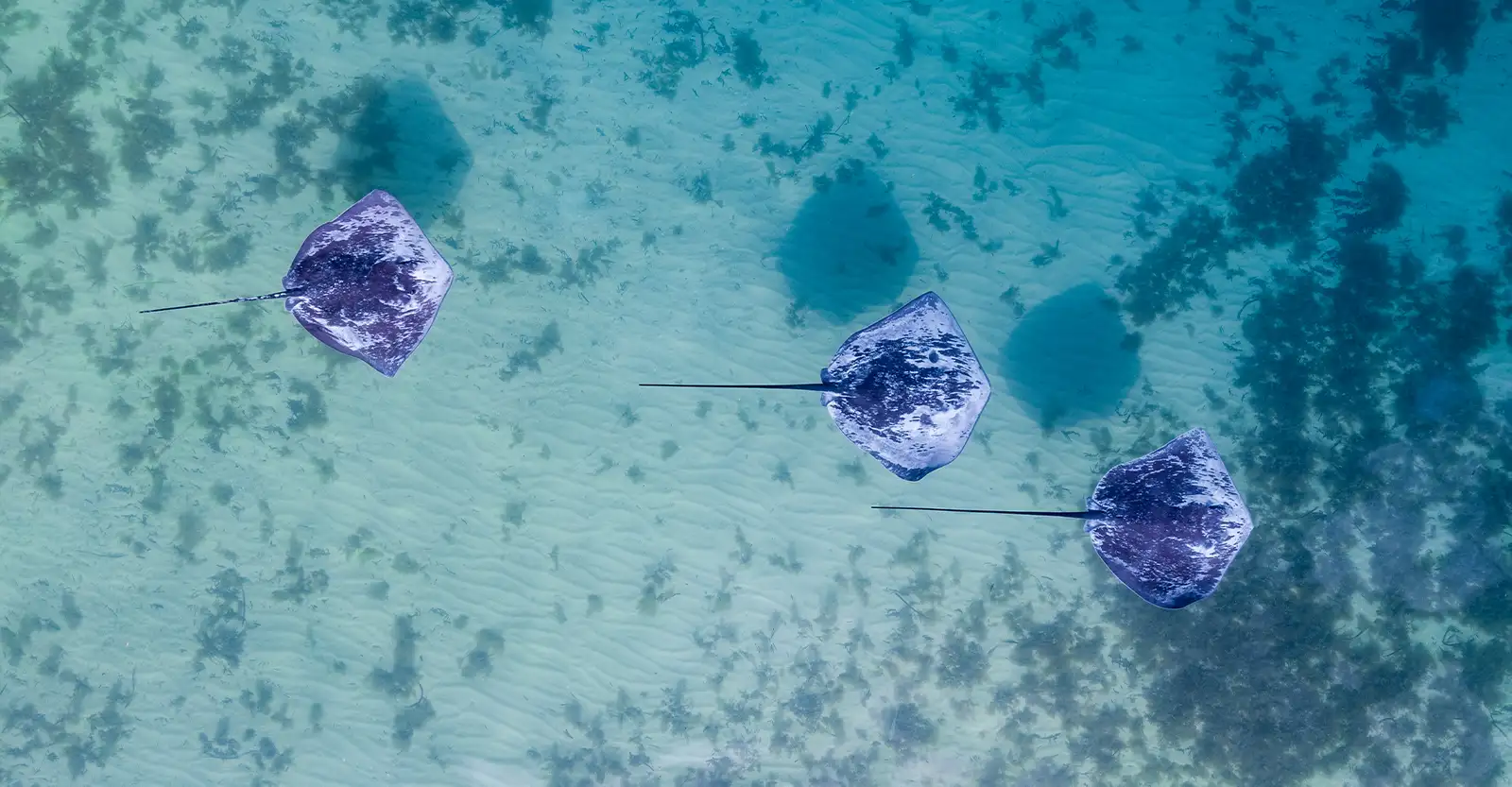 A bird's eye view of three mottled dark grey and white stingrays swimming over a shallow sandy bay with patchy growth of seaweed. The water is a light turquoise and so shallow that the stingrays' shadows can be seen on the sandy bottom.