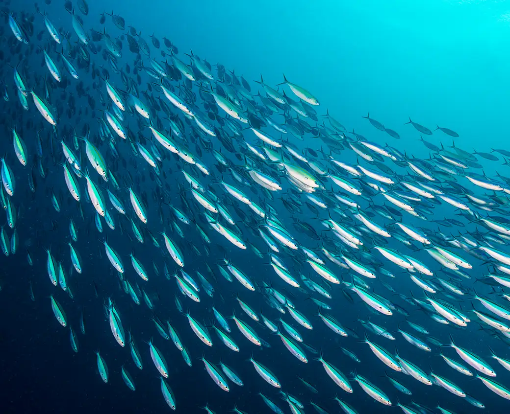 A side on view of a large school of open water fish swimming in a gently curved diagonal from the top left to bottom right of screen. The ocean background goes from a bright aqua at the top right to a dark navy at the bottom left.