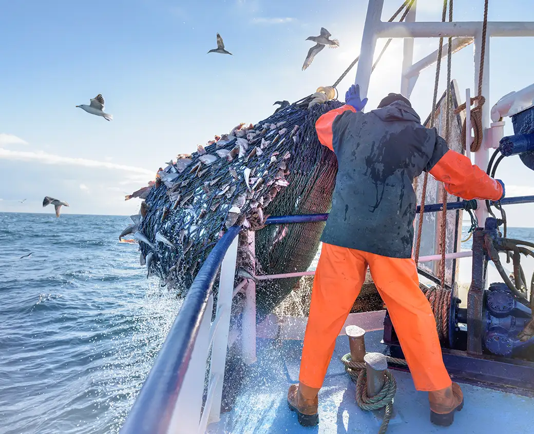 A fisherman in bright orange waterproofs and a blue hooded vest hauls a catch of fish onto the a fishing vessel. He stands with his back to the camera and is operating a hydraulic pulley. There are four seabirds flying around the net, silhouetted against the bright pre-sunset sun.