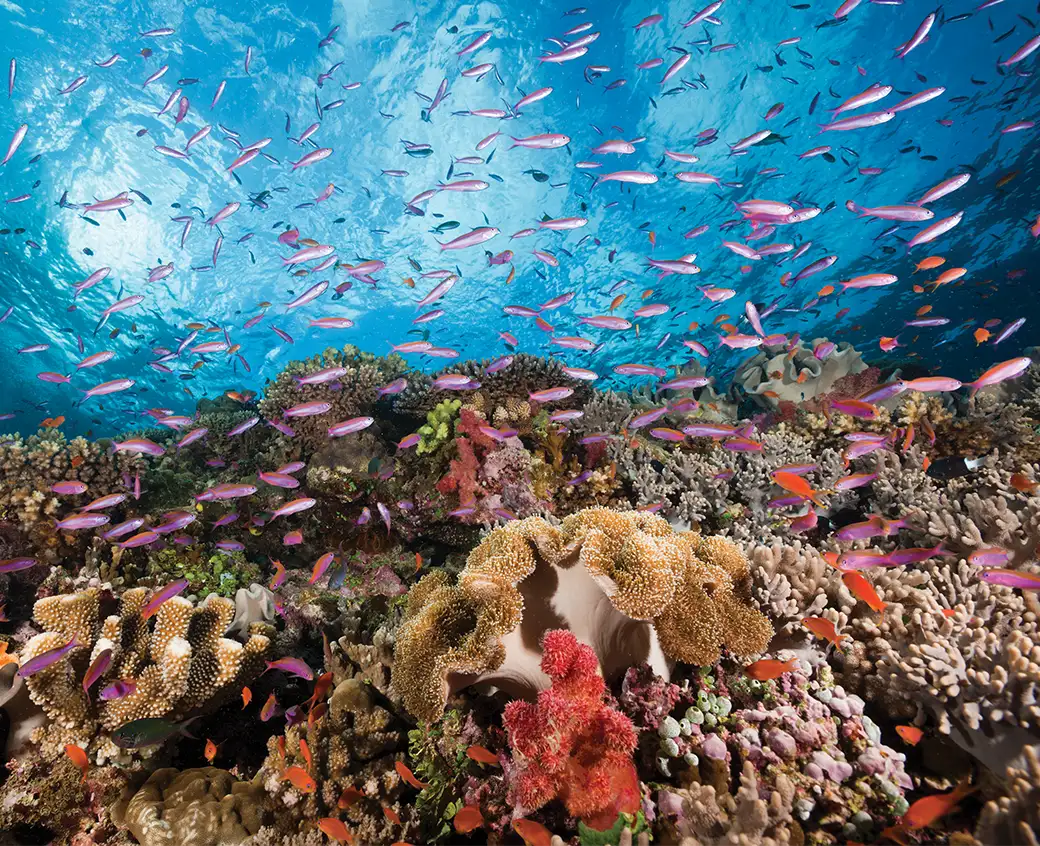 A thriving coral reef with a large number of pink and orange anthias fish swimming over the brightly coloured soft and hard corals. The photo is a low angle so the bright blue surface of the sea can be seen.