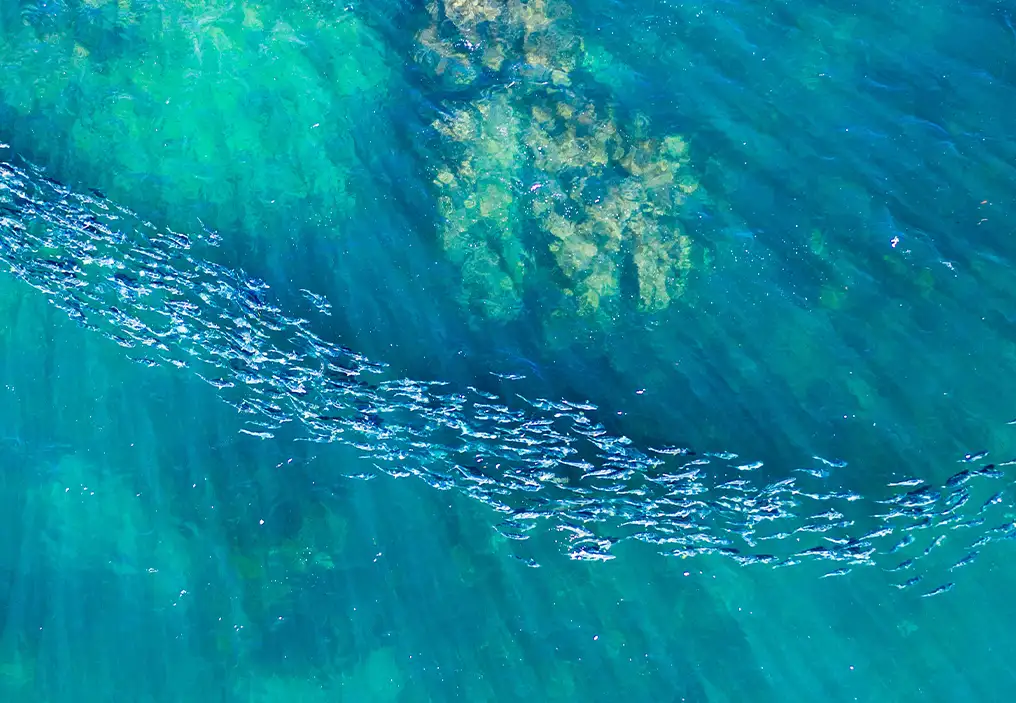 A bird's eye view of a school of fish swimming in a long group over a rocky reef. The water is relatively shallow and is a bright, beautiful turquoise.