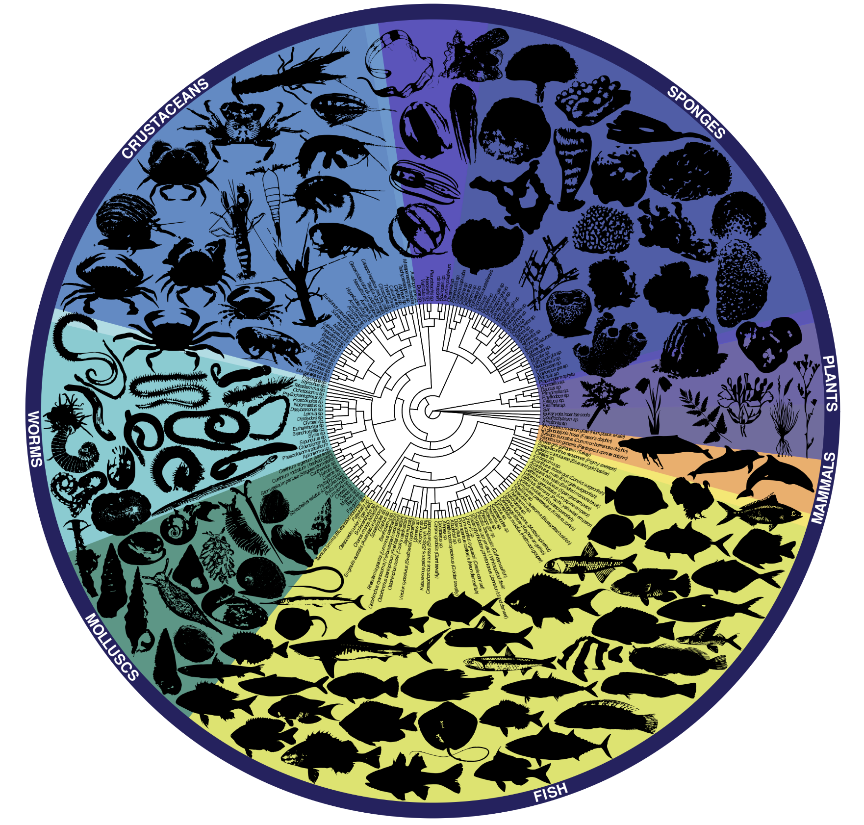 A brightly coloured circle divided into uneven sections. The sections are variously labelled: crustaceans, sponges, plants, mammals, fish, molluscs and worms, and each section has black silhouettes of members of those groups. In the centre of the circle is a complex schema radiating out from the center, and showing how the members of the species fit into taxonomic categories, like a radial "tree of life".
