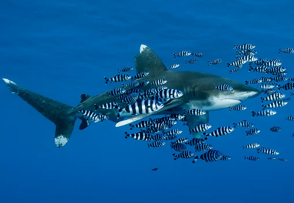 An oceanic whitetip shark (Carcharhinus longimanus) swims close to the surface in bright blue ocean waters, surrounded by black and white striped pilot-fish (Naucrates ductor).