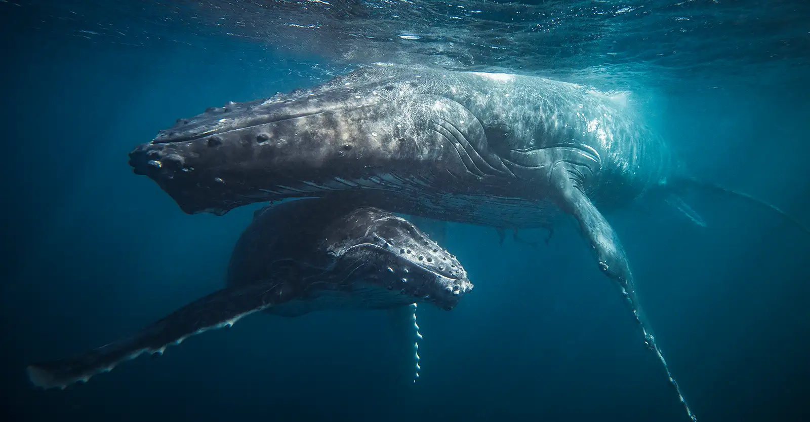 An underwater photo of a humpback whale mother and calf. The image is a close up portrait, with both whales seeming as though they are looking into the camera lens.