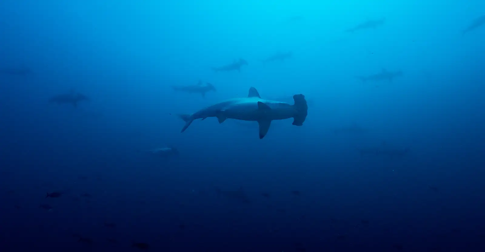 An underwater photo of a school of hammerhead sharks. There water makes a gradient from mid to royal blue, as the sunlight fades away. There is one shark in mid shot framing, the rest of the sharks are in the background, smaller and indistinct.