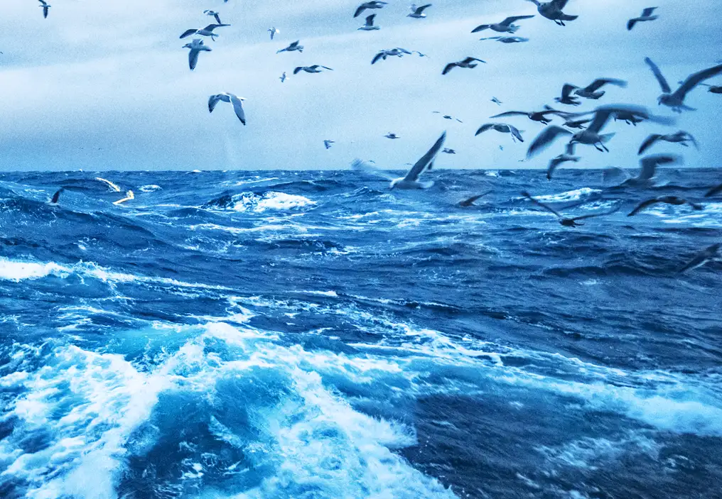 A somewhat rough ocean with white froth on the top of swell and a grey overcast sky. There is a flock of seabirds flying in what looks like a strong wind.