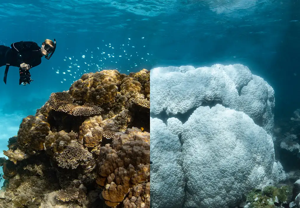 A half-half image of the same coral bommie at Ningaloo Reef - on the left, a healthy reef with a cloud of small damselfish swimming around it. Above the bommie is a free diver in a black wetsuit and mask, holding a camera. The right half shows the bommie with the corals bleached. They are bright white and no fish can be seen in this photo.