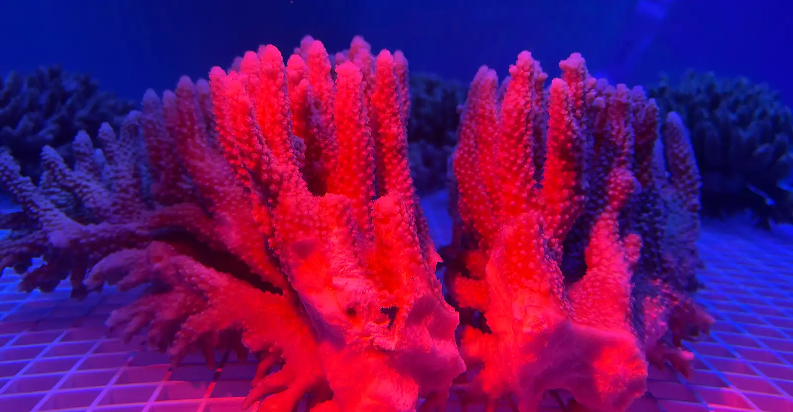 A marine tank in a laboratory with a coral in the foreground lit in bright red light, contrasting with the background of other corals, which are in deep blue light.
