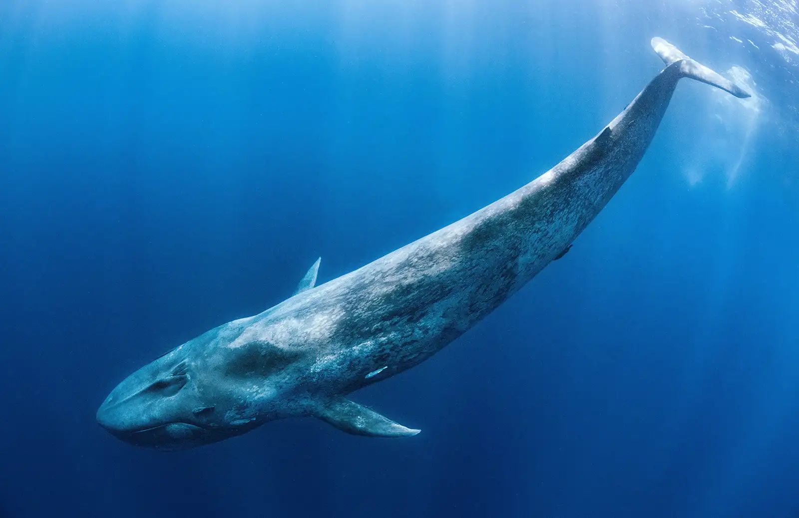 A blue whale diving into the ocean. This photo is taken at an angle, so while the whale itself goes from the top right to the bottom left of the frame, in the very top right corner, a small amount of the surface of the sea can be seen.