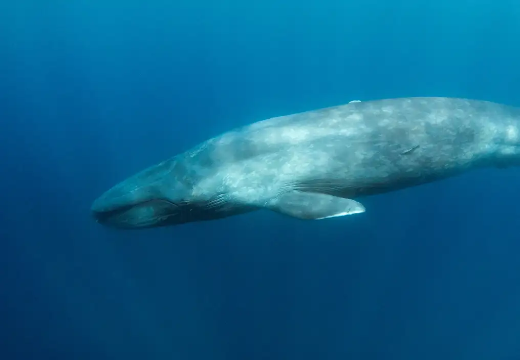 A pygmy blue whale against a background of mid blue of a shallower area of the ocean. Rays of light are shining through the water column, looking as though they are radiating from the bottom of the photo, rather than from the surface.
