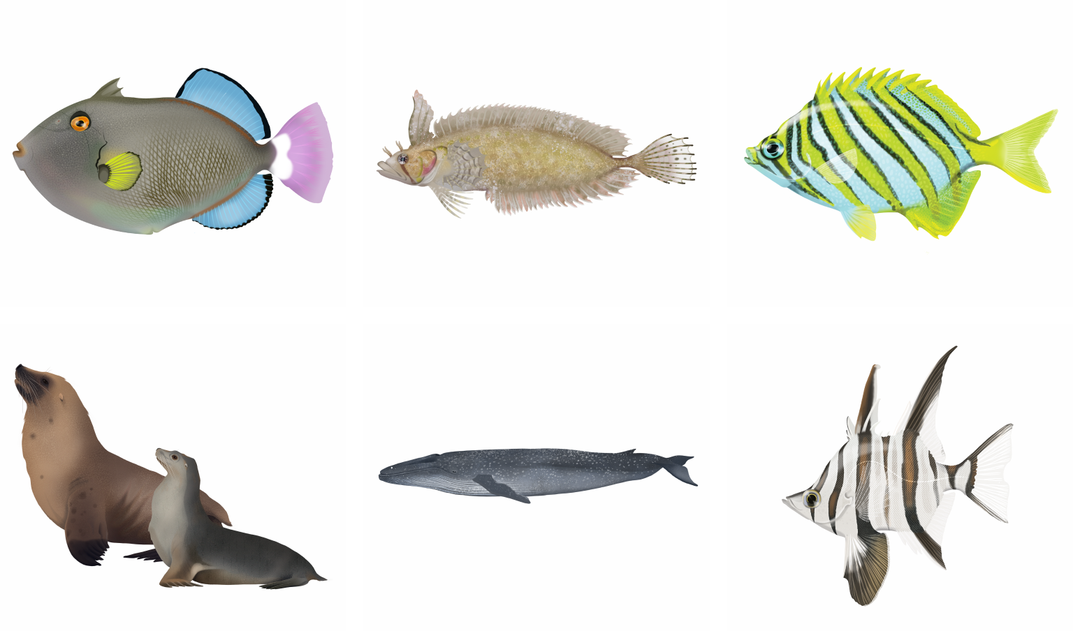 Illustrations of marine life, like those from the colour plates of an identification guide: Pink-tail Triggerfish, Southern Crested Weedfish, Footballer Sweep, Australian Sea Lion, Blue Whale, Old Wife Fish.
