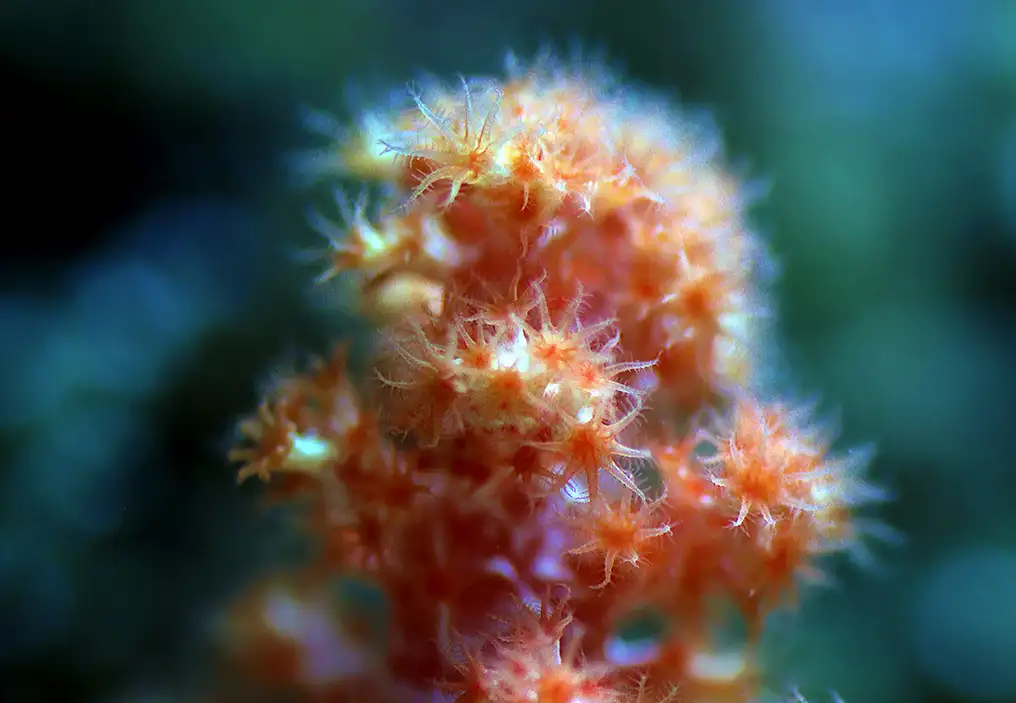 A close up of the polyps of a bright orange and yellow soft coral. The branching tentacles of each polyp can be clearly seen and are translucent. The shallow depth of focus means that some of the coral is softly blurred, while the deep green background is extremely out of focus.