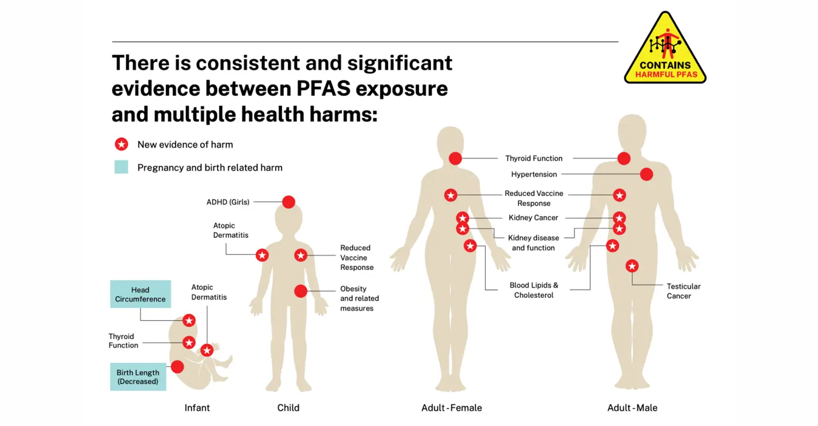 A graphic showing silhouettes of a baby, a young child, an woman and a man, and listing health harms of exposure to PFAS, including atopic dermatitis in babies and kids, thyroid function, hypertension, kidney disease and cancer, and blood lipids and cholesterol in adults. For a complete list of the health harms associated with PFAS, visit the PlasticHealthAware Dashboard at plastichealthaware.bc.edu.