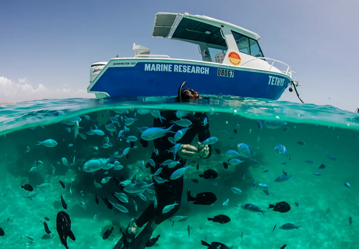 A researcher in a black wetsuit with snorkel and flippers rests in shallow bright turquoise water, surrounded by blue-green chromis and black damselfish. The photo is taken half below water and half above, in the top half Tethys can be seen – a blue and white boat that says "Marine Research" and has the Minderoo Foundation logo on it.