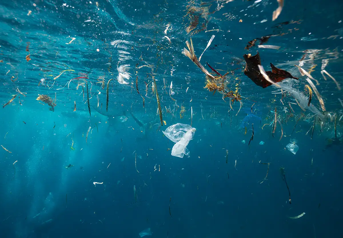 An underwater photo taken near the surface of the ocean. There is plastic pollution, including a clear plastic bag, floating among seaweed fragments. Swimmers can be seen very faintly in the mid blue background.