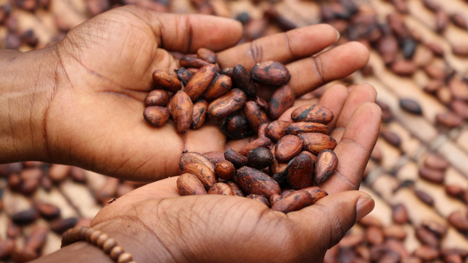 High Forced Labour Risk In Cocoa Industry Needs To Step Up The