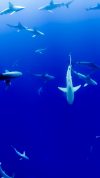 Shiver of reef sharks