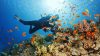 Underwater  Scuba diver explore and enjoy  Coral reef  Sea life