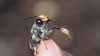 Western Australian Bee