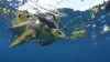 Olive ridley sea turtle (Lepidochelys olivacea) in water surrounded by plastic waste, Ile de Contador, Panama