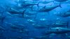 Bluefin Tuna in Net
