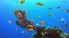 fish-reef